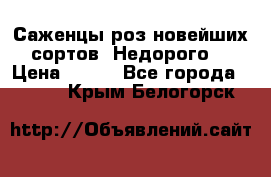 Саженцы роз новейших сортов. Недорого. › Цена ­ 350 - Все города  »    . Крым,Белогорск